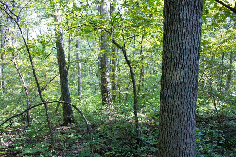 No Real Estate Taxes with Iowa Forest Reserve Program