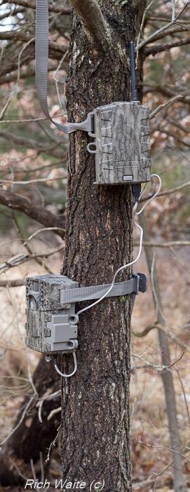 Image of Moultrie Mobile wireless modem and Moultrie 888i Mini game camera on a tree.