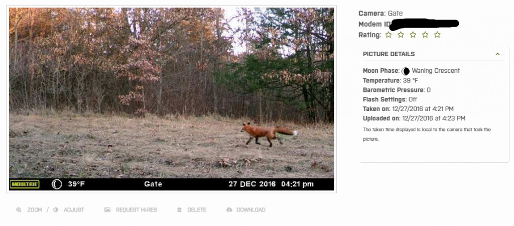 Picture of red fox taken with the aid of the Moultrie wireless modem.