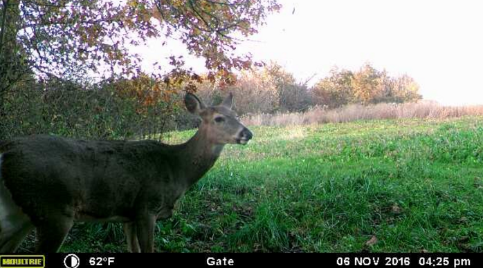 Picture of an Iowa whitetail doe taken with the help of the Moultrie wireless field modem.