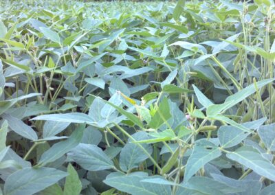 Soybeans grown on Wapello county Iowa 24 acre ground for sale.